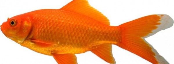 Le paradoxe du poisson rouge